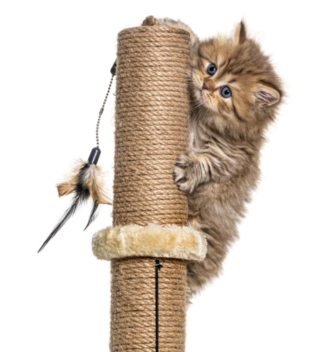 Essential sales cat supplies