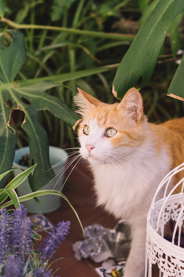 The Benefits of Indoor vs. Outdoor Cats: Exploring Safety and Environmental Factors