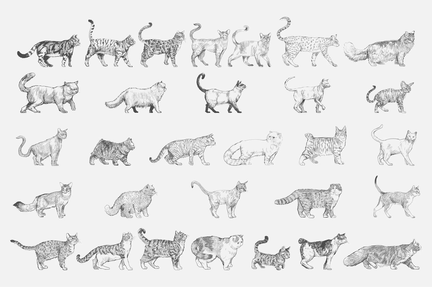 The Evolution of Cats: Understanding Your Feline's Ancestry