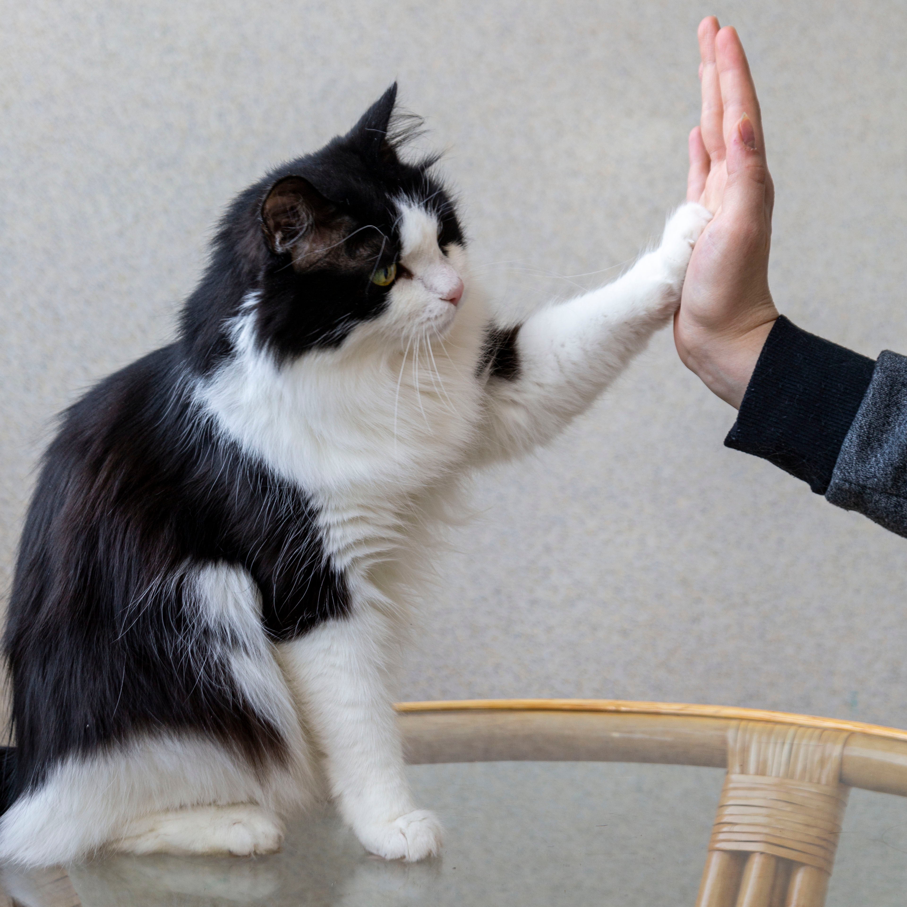 How to Train Your Cat: Basic Behavior Training and Correcting Bad Habits