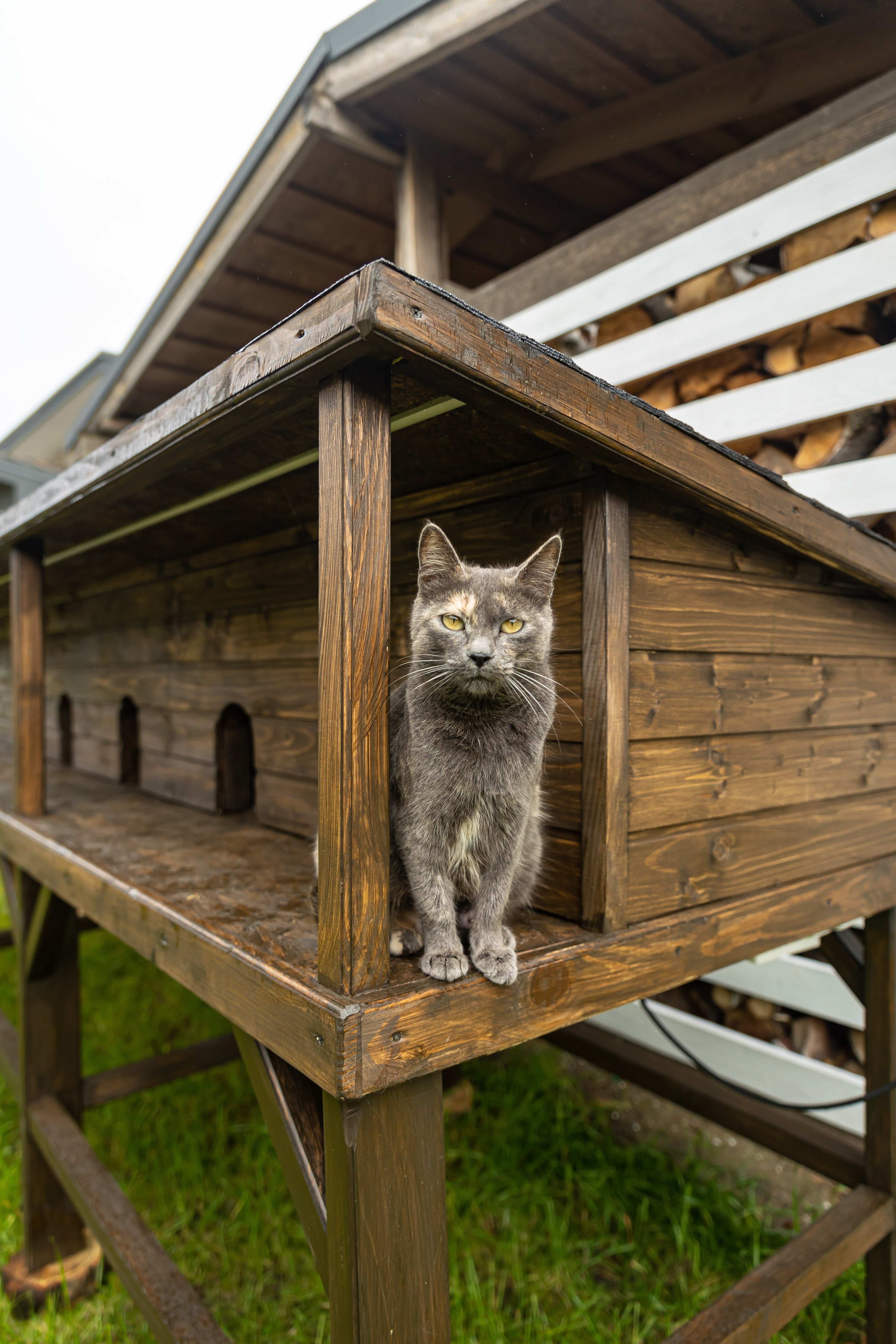 How to Keep Your Cat Safe and Healthy Outdoors
