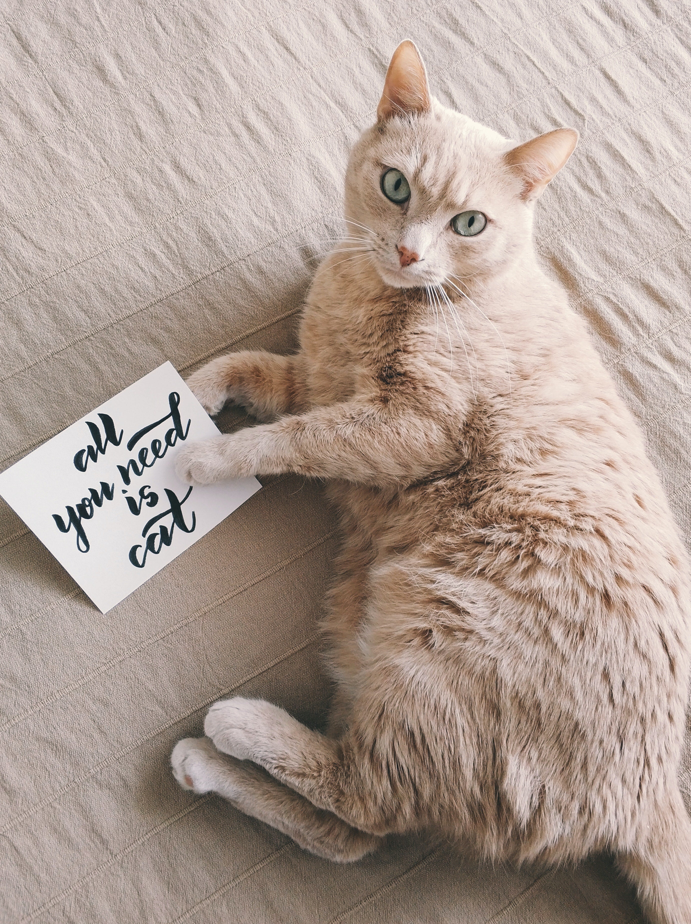 Understanding the World of Cats