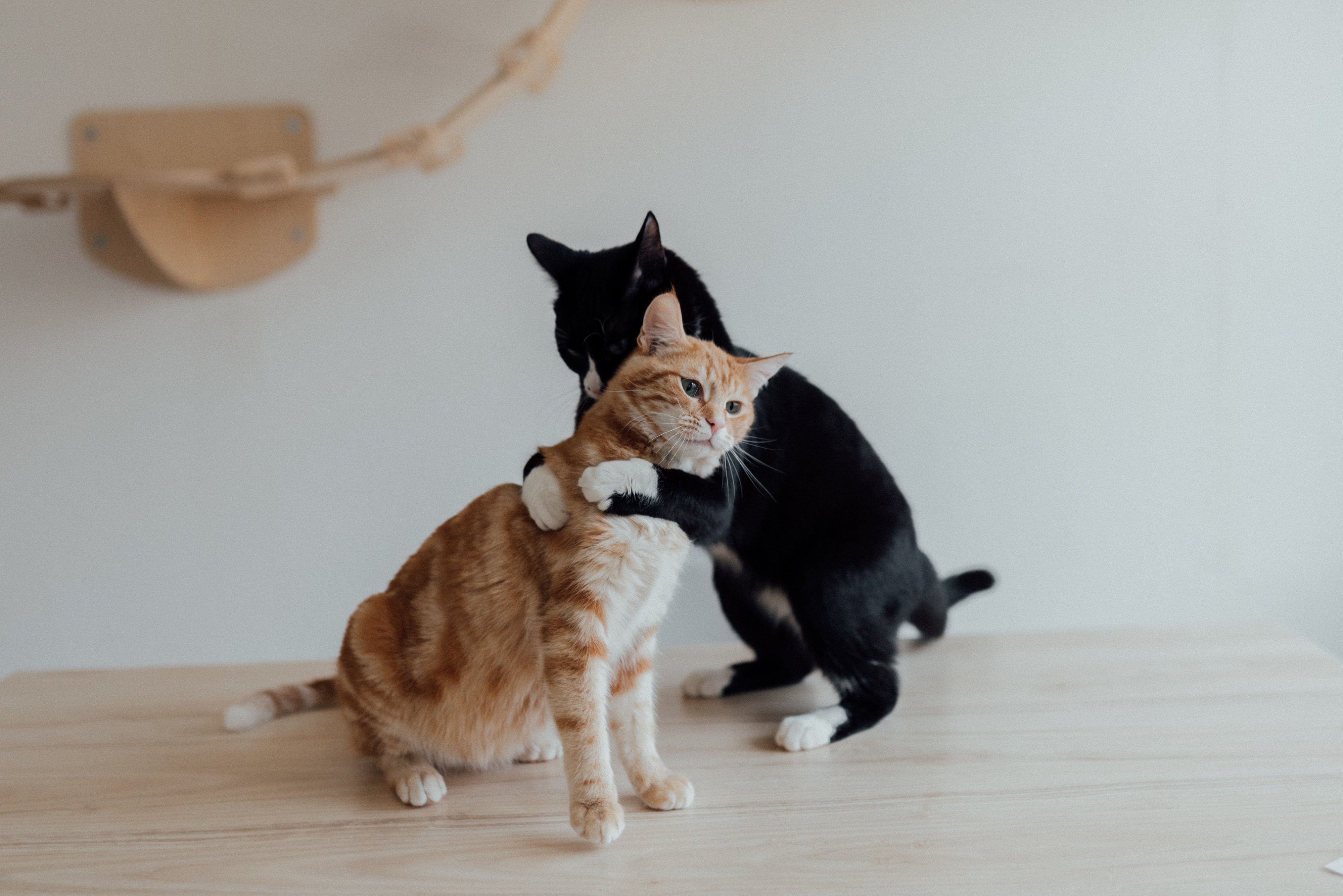 A Comprehensive Guide to Cat Breeds